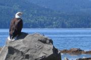 Eagle at Salt Spring beach